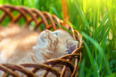 Little cute kitten sitting in a basket on the grassの写真素材