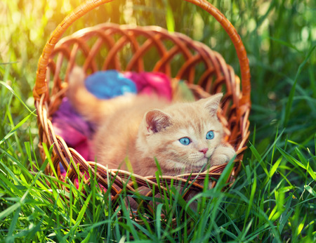 Little cute kitten hiding in a basket on the grassの写真素材