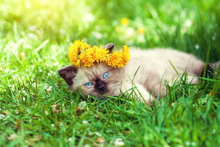 Little siamese kitten wearing a crown of dandelionsの写真素材