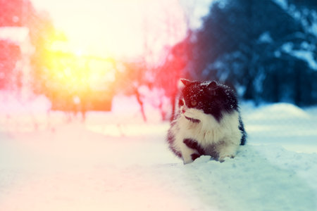 Black and white cat in the snowの写真素材