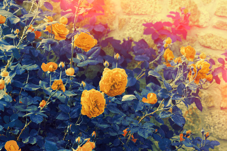 Blue-yellow vintage roses bushの写真素材