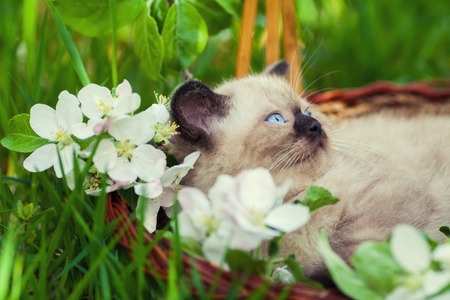 Little kitten in a basket on the grass with flowersの写真素材