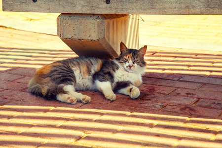 Stray cat relaxing outdoors in the shadowの写真素材