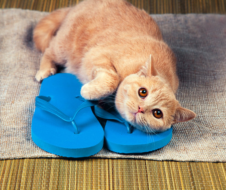Kitten lying on flip flops sandalsの写真素材