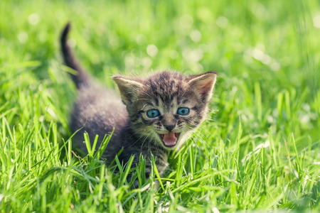 Little kitten on green lawnの写真素材