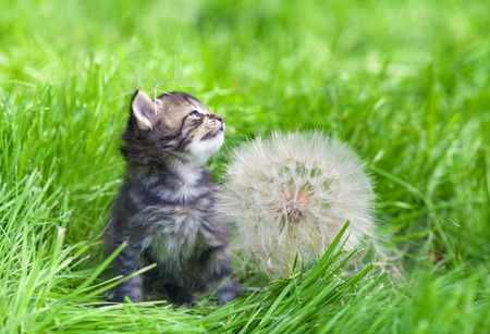 Little kitten with big dandelion with seedsの写真素材