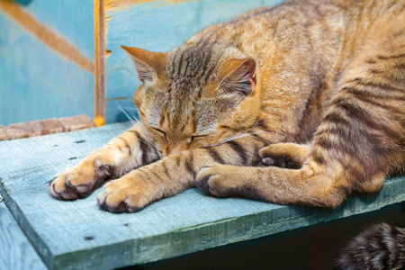 Cat sleeping outdoors on wooden plankingの写真素材