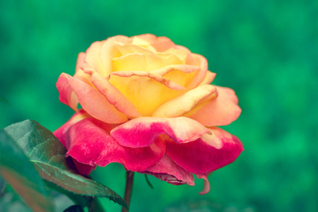 Vintage colorful rose at sunriseの写真素材