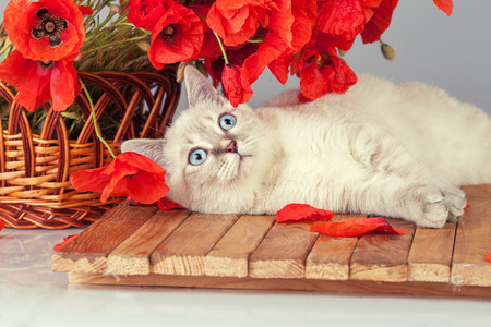 Cute white kitten relaxing near basket with poppiesの写真素材