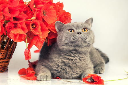 Cute british shorthair cat with poppiesの写真素材
