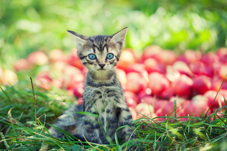 Cute kitten in the apple orchardの写真素材