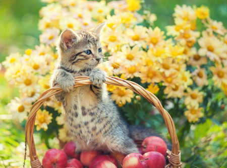Little kitten in a basket with red applesの写真素材