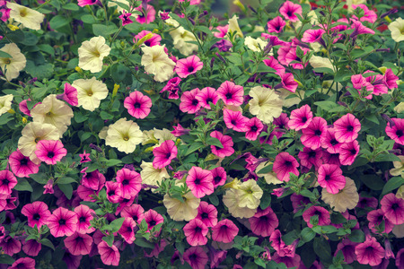 Flowers natural backgroundの写真素材