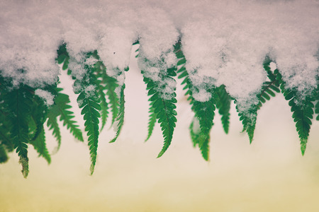 Leaves covered with first snowの写真素材