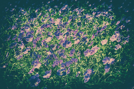 Vintage flowers backgroundの写真素材