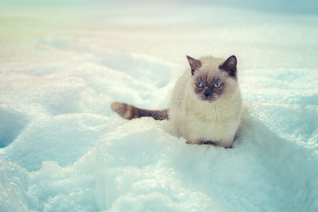 Cat sitting in snow in winterの写真素材