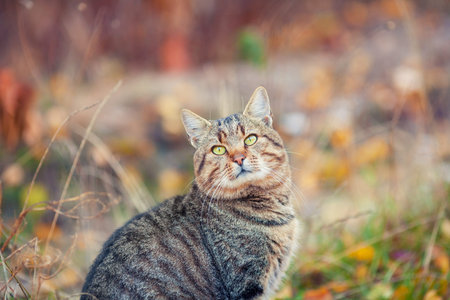 Portrait of cat outdoors in autumn