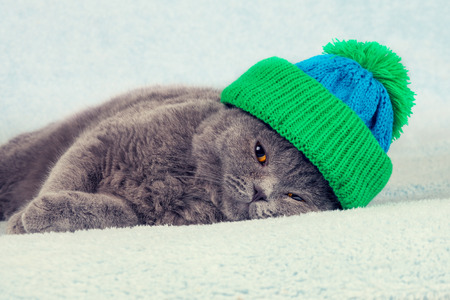 Blue British Shorthair kitten in knitted hat lying on a blanketの写真素材