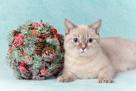 Thai cat lying next to Kissing Boughの写真素材