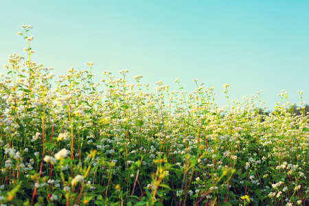 Vintage buckwheat field against blue skyの写真素材