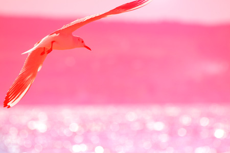 Seagull flying over sea, pink colour toningの写真素材