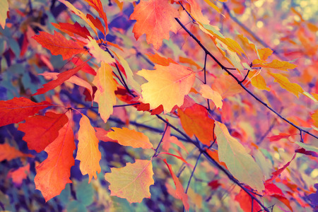 Vintage autumn colorful leaves backgroundの写真素材