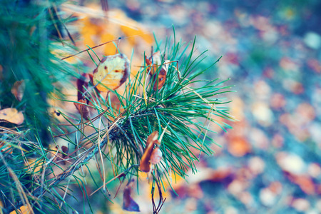 Blue vintage pine branch with fallen leaves in autumnの写真素材