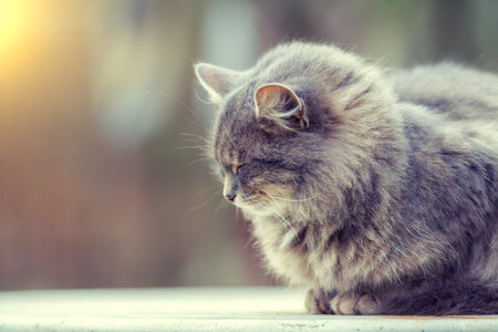 Portrait of siberian cat outdoors in the gardenの写真素材