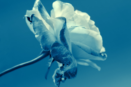 Vintage blue roseの写真素材