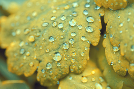 Wet leaves after rain