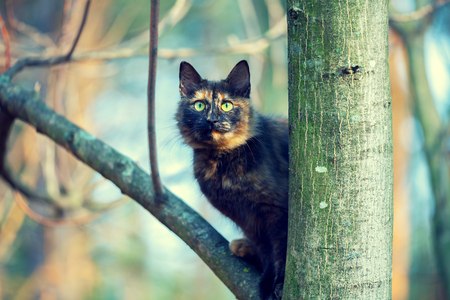 Portrait of the cat on a treeの写真素材
