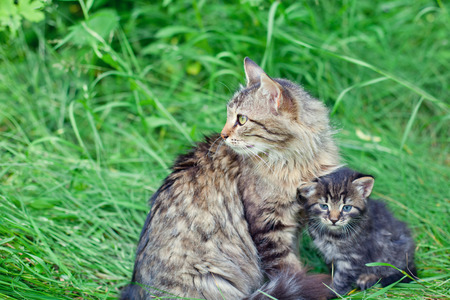 Mom cat with little kitten on the grassの写真素材