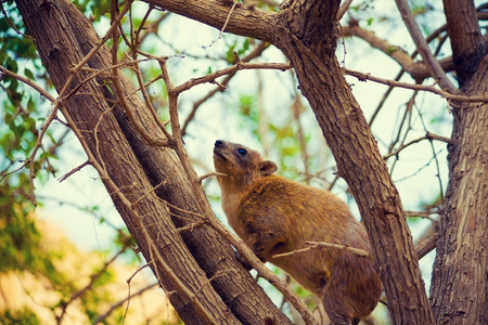 Rock hyrax on the treeの写真素材
