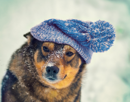 Portrait of the dog wearing knitted hat in winterの写真素材