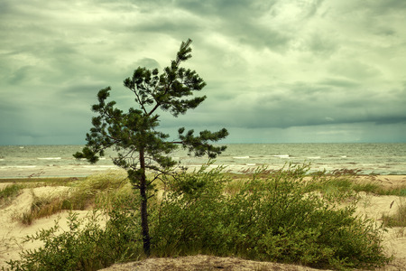 Pine tree on the beachの写真素材