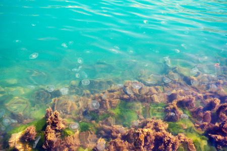 Jellyfish in black sea waterの写真素材