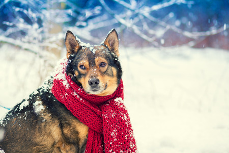 Portrait of a dog with knitted scarf tied around the neck walking in blizzard in the forestの写真素材