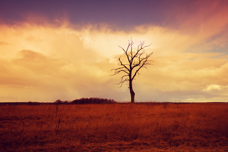 Alone tree on the field at sunriseの写真素材