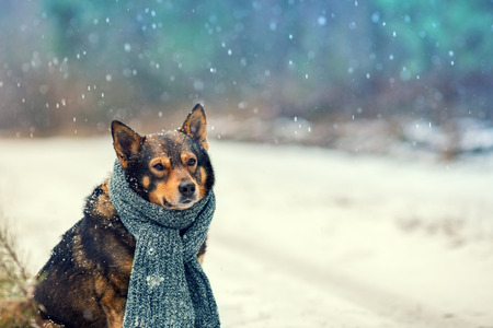 Portrait of a dog with knitted scarf tied around the neck walking in blizzard outdoorsの写真素材
