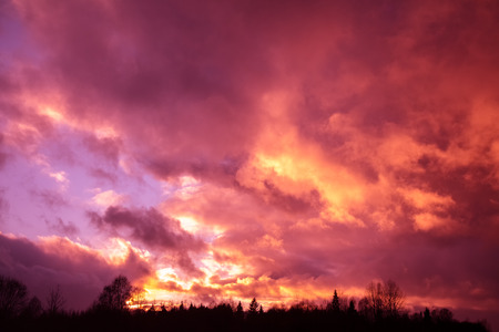 Dramatic purple sky over forest in eveningの写真素材