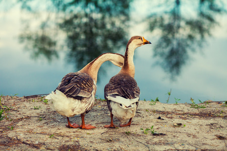 Two gooses walking on the lake bankの写真素材