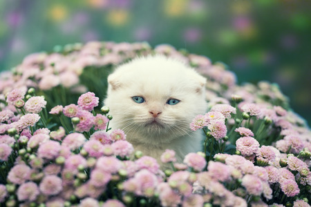 Cute little kitten hiding in flowers on the lawnの写真素材