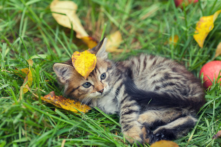 Little kitten lying on the grass with fallen leavesの写真素材