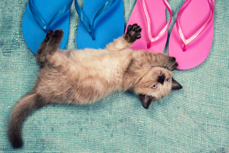 Summer scene. Little kitten lying on flip flops sandalsの写真素材