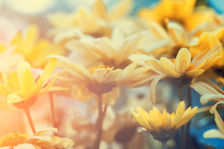 Vintage flower lawn for backgroundの写真素材