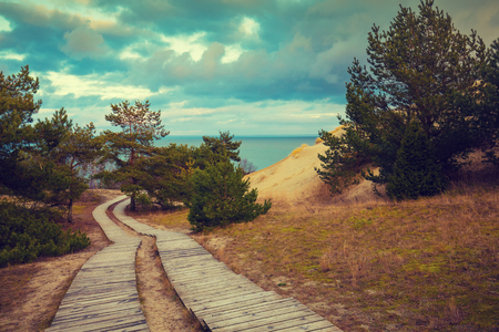 Two wooden pathways in parkの写真素材