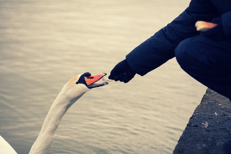 Man feeding swanの写真素材