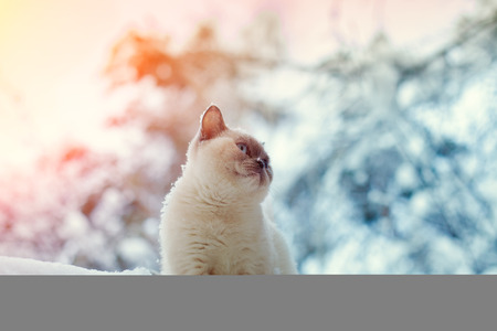 Cat sitting on a snow in winter forestの写真素材