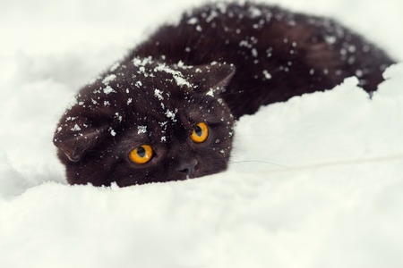 Hunting cat sneaking in the snowの写真素材