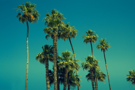 Tall palm trees against skyの写真素材